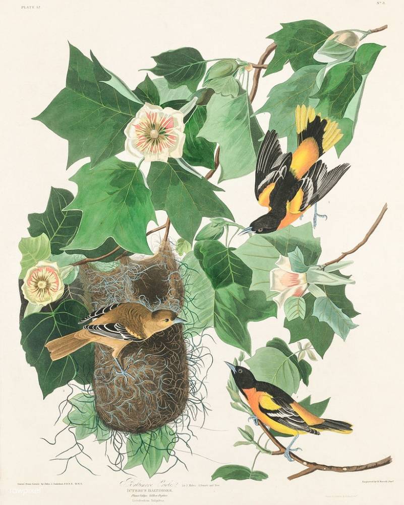 Baltimore Oriole from Birds of America (1827) by John James Audubon (1785 - 1851 ), etched by Robert Havell (1793 - 1878) by Free Public Domain Illustrations by rawpixel is licensed under CC BY 2.0